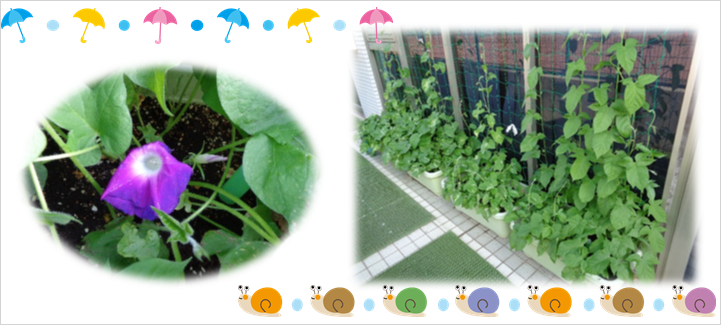 グリーンカーテン 広島翔洋テニスコート 中央庭球場 中央バレーボール場