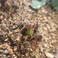 《ひろしん》グリーンプロジェクト：花の植樹活動　花の育成日記