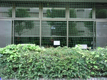 7月にグリーンカーテン用のネットを設置した際の画像