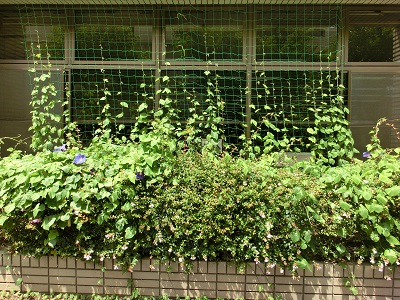 7月末だんだんツルが伸びてきた時の画像